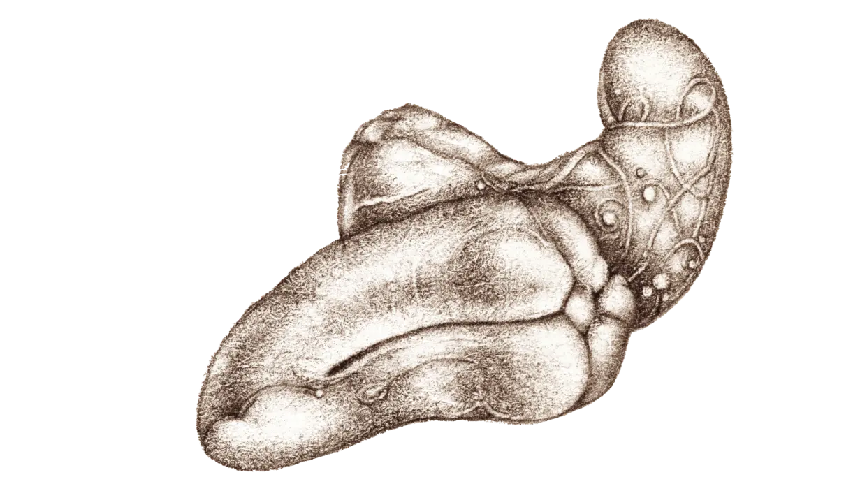 A large hand-drawn nut artwork, decorative